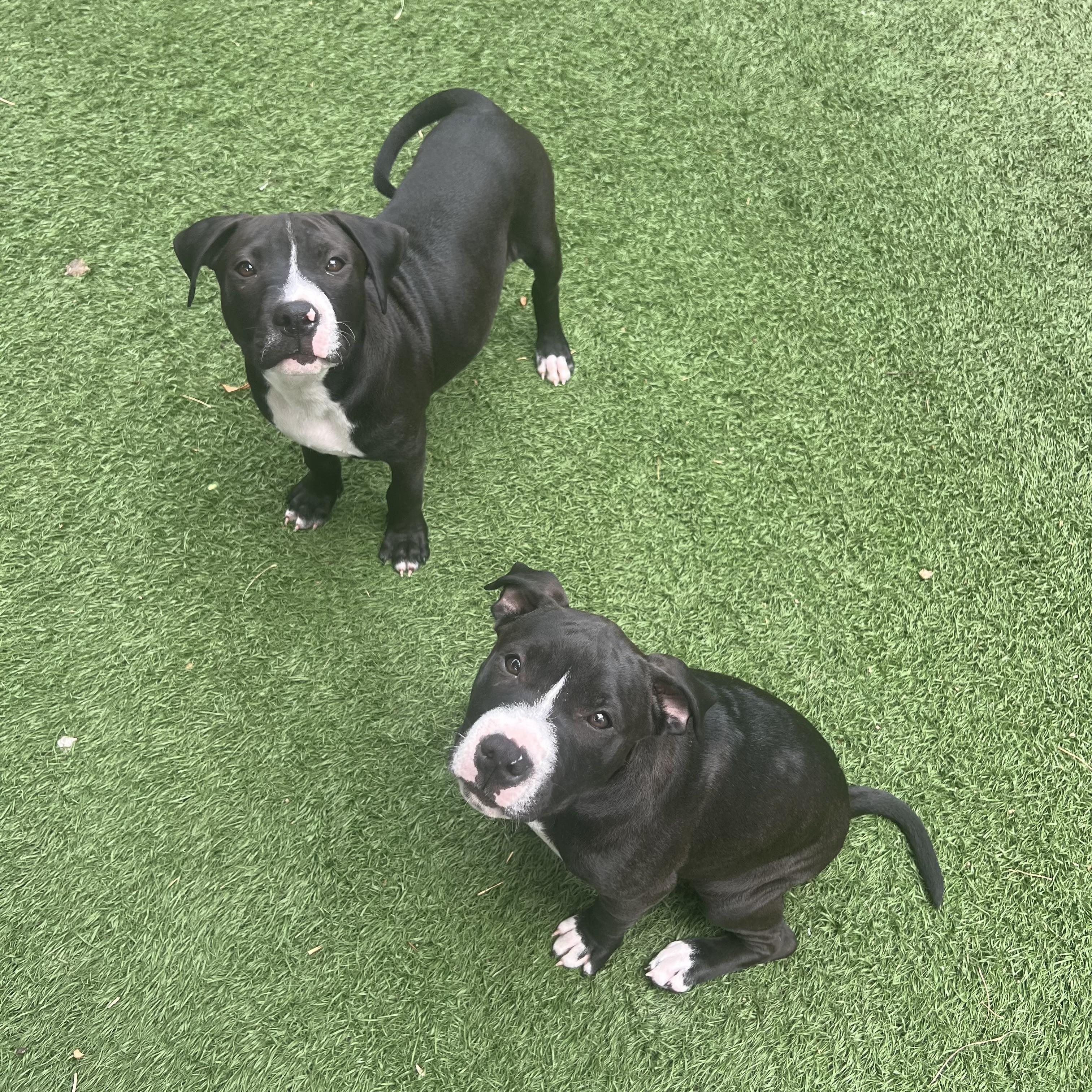 Enlarge Trixie, a ADOPTABLE mixed breed in Fort Myers, FL image 3/5