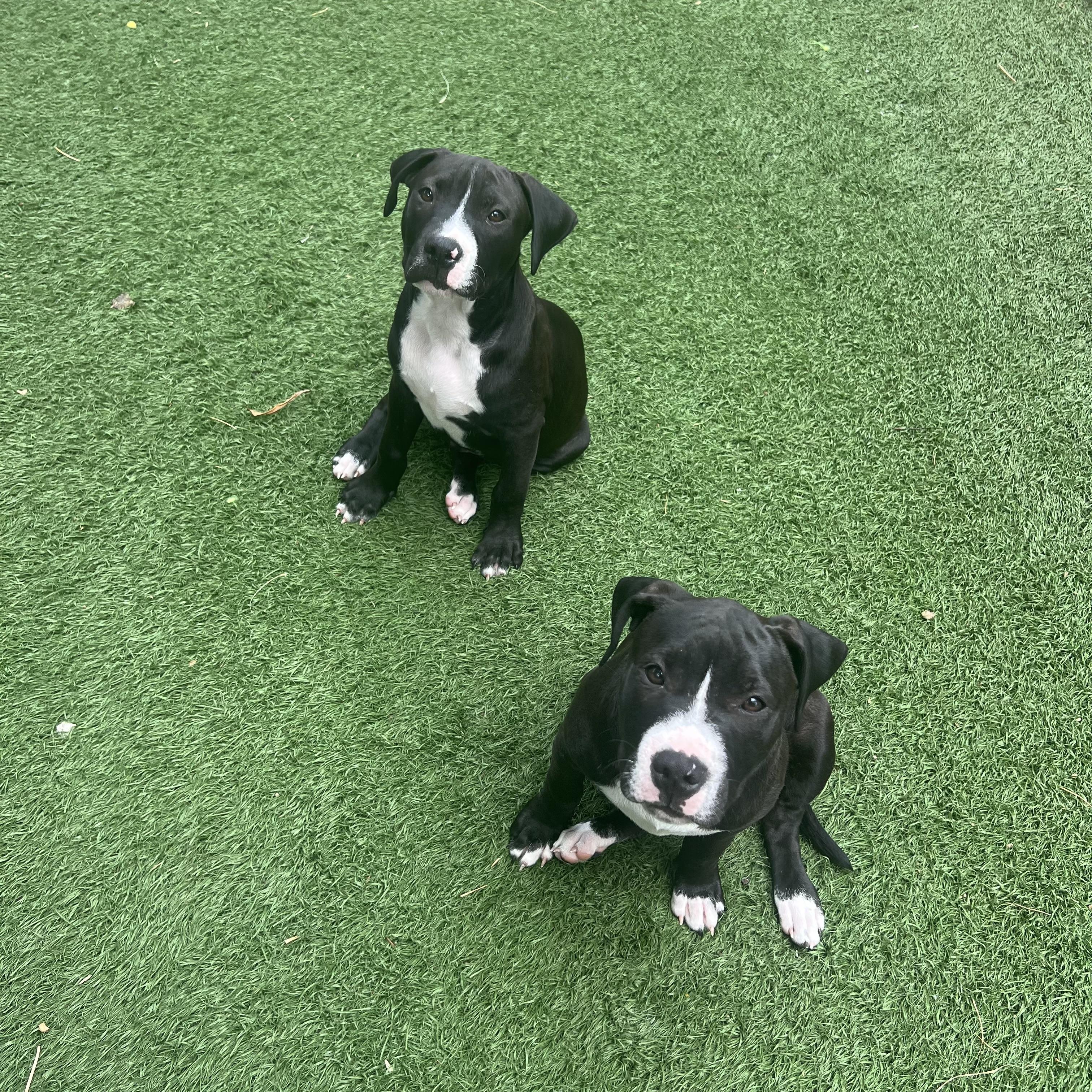 Enlarge Trixie, a ADOPTABLE mixed breed in Fort Myers, FL image 5/5