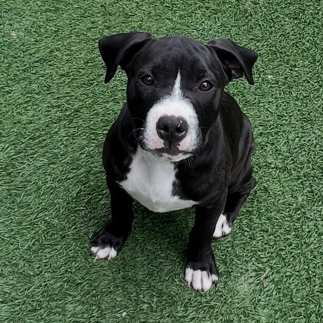 Enlarge Trixie, a ADOPTABLE mixed breed in Fort Myers, FL image 1/5