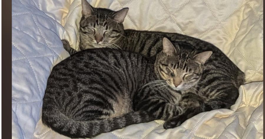 Clover #14372DG, Adoptable, Young Male Domestic Short Hair & Domestic Short Hair.