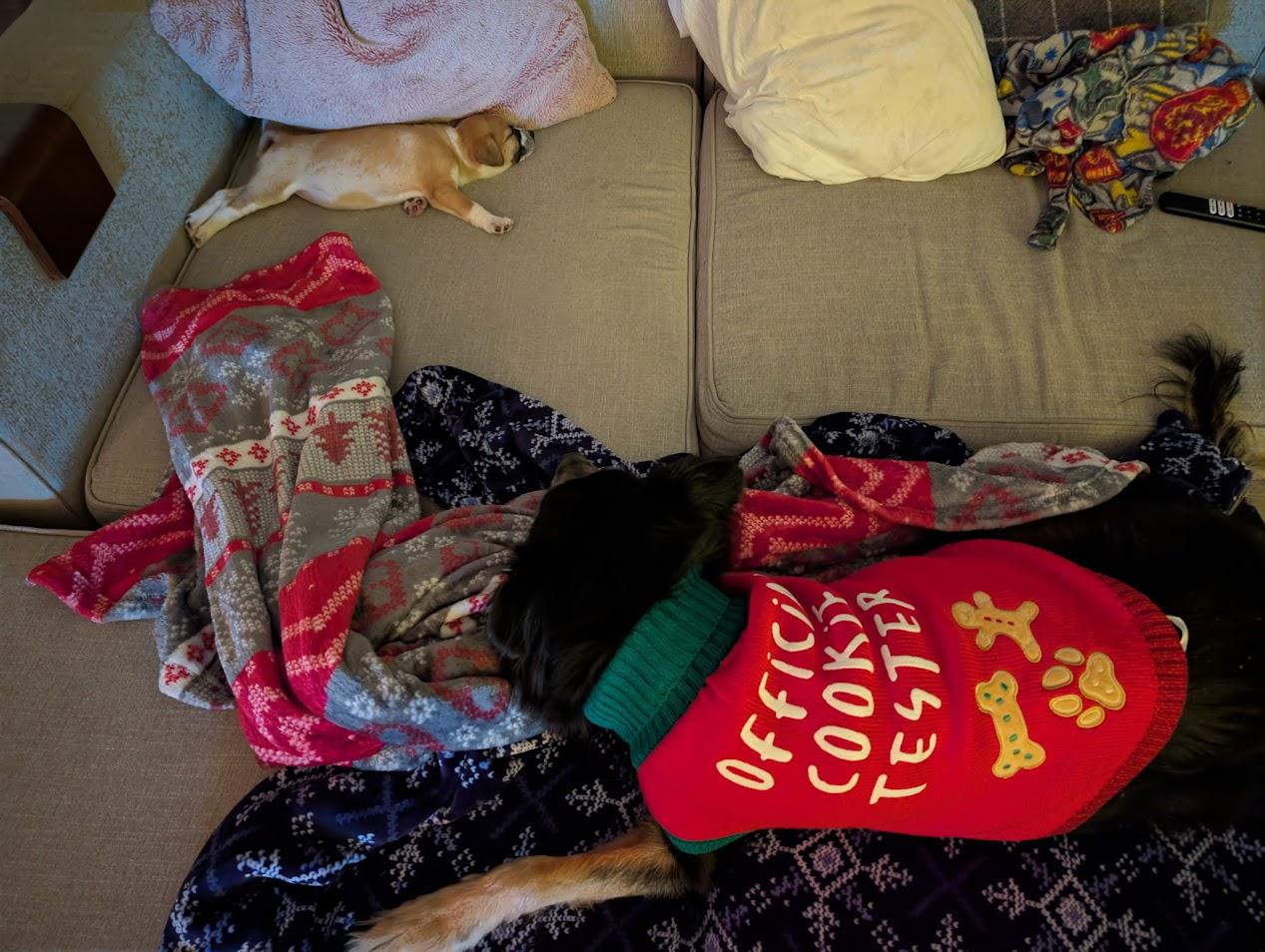 Eleven , ADOPTABLE, Puppy Female Mixed Breed.