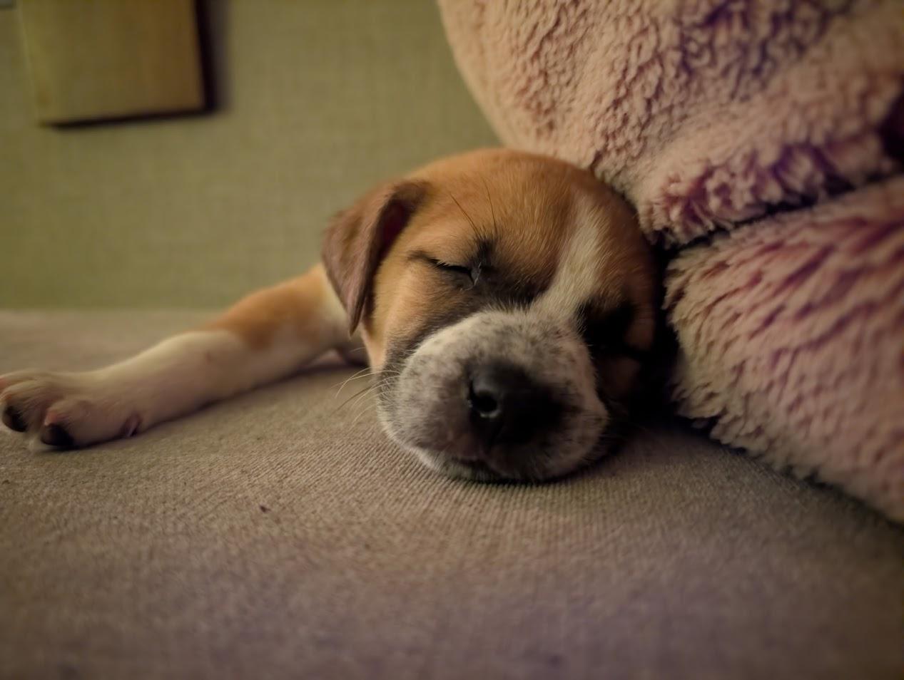 Eleven , a ADOPTABLE Mixed Breed in North Charleston, SC image 2/4