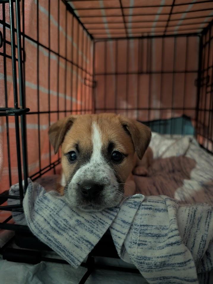 Eleven , a ADOPTABLE Mixed Breed in North Charleston, SC image 3/4