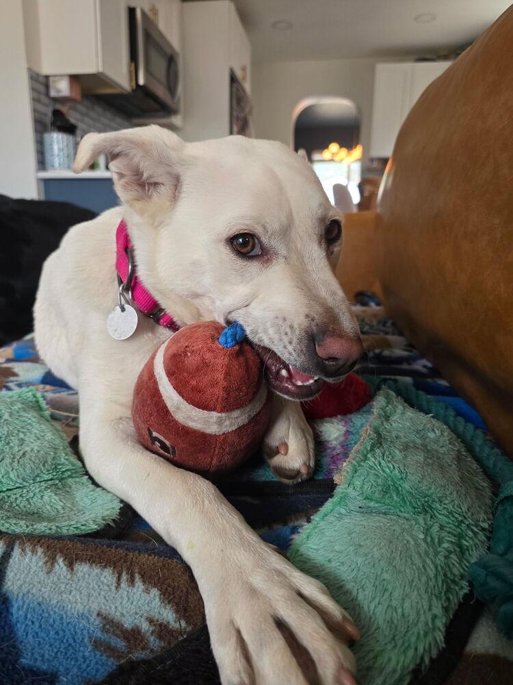 Yuki2, Adoptable, Young Female Labrador Retriever & German Shepherd Dog.