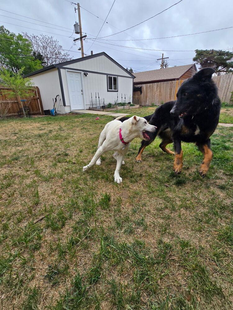 Enlarge Yuki2, a Adoptable mixed breed in Littleton, CO image 2/5