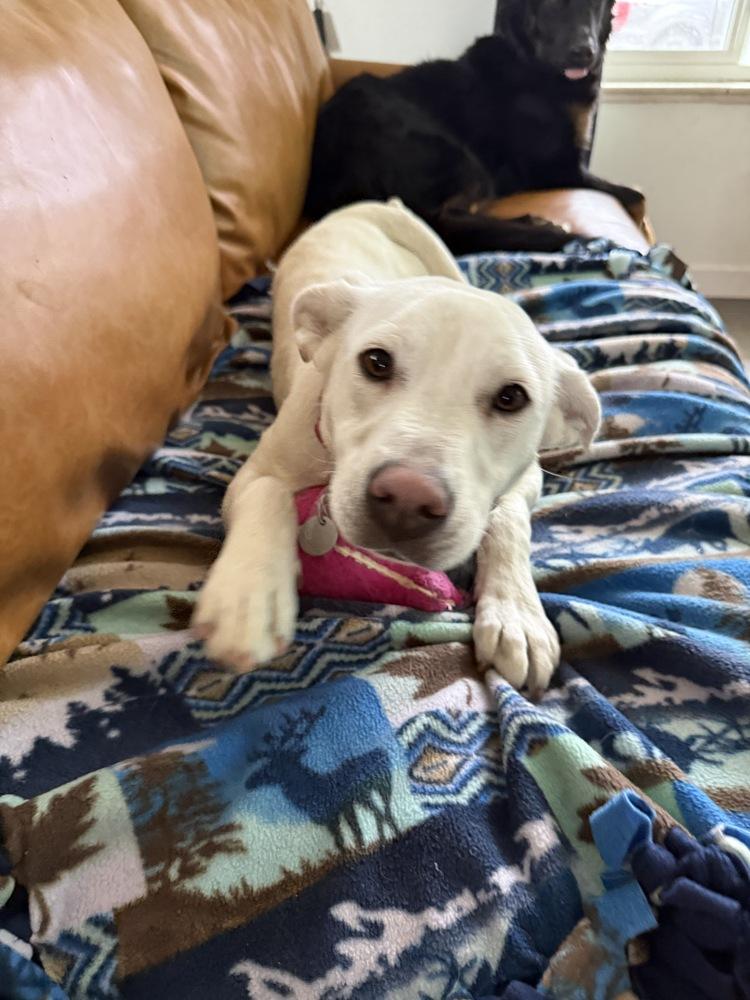 Enlarge Yuki2, a Adoptable mixed breed in Littleton, CO image 3/5