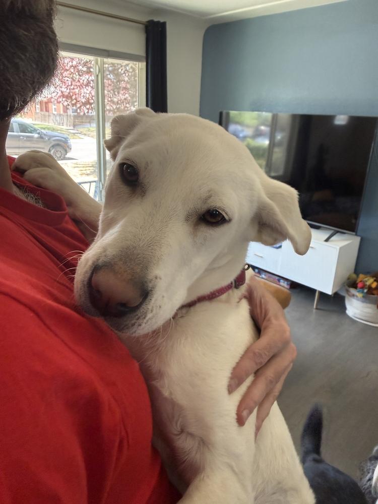 Enlarge Yuki2, a Adoptable mixed breed in Littleton, CO image 4/5