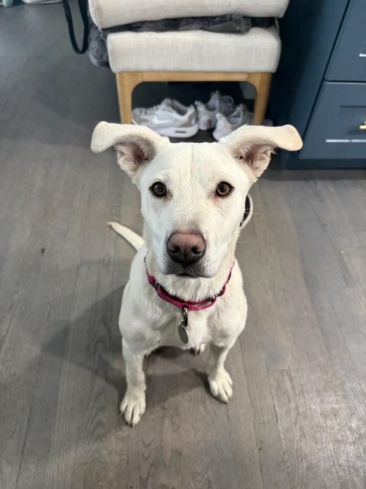 Enlarge Yuki2, a Adoptable mixed breed in Littleton, CO image 5/5