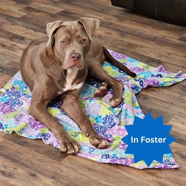 Enlarge SUNSHINE, a Adoptable Mastiff in Indianapolis, IN image 1/1