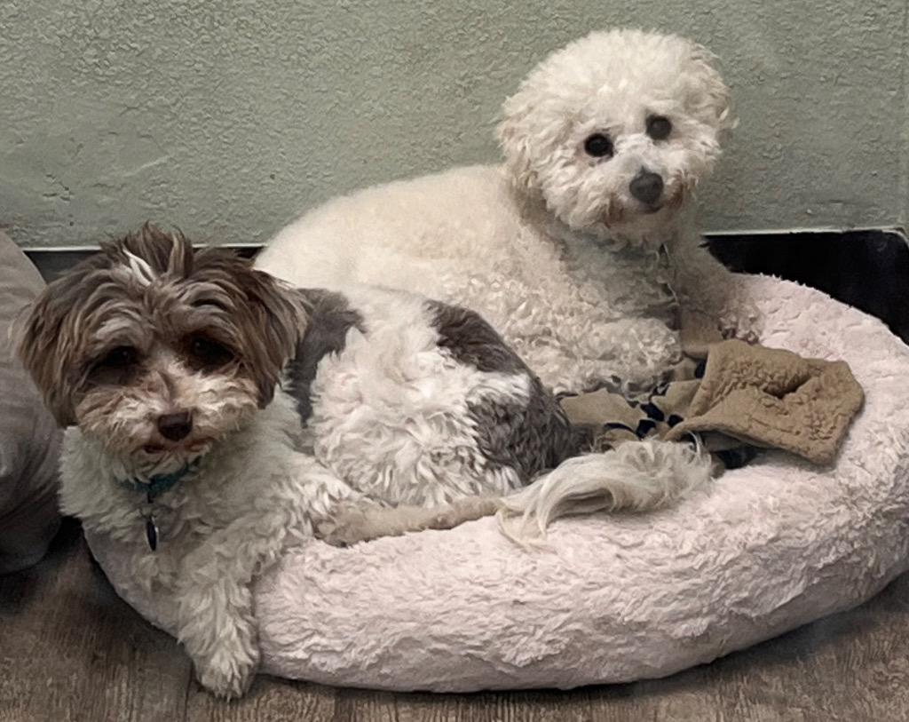 Coconut, Adoptable, Young Female Poodle.