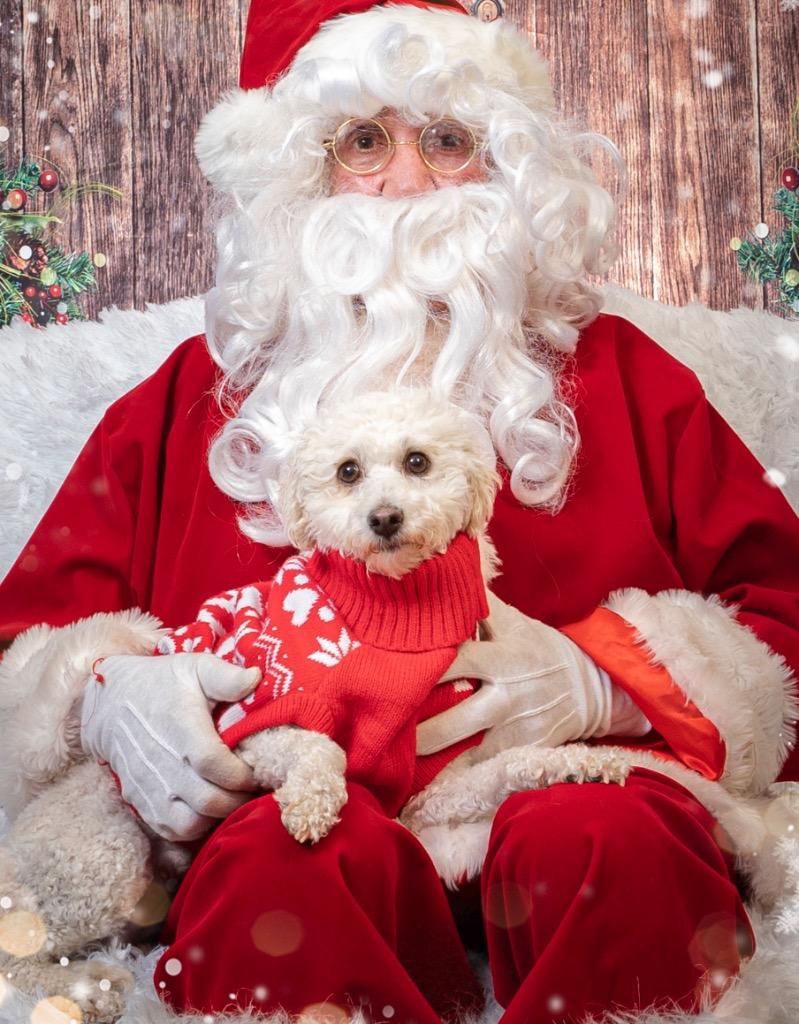 Coconut, Adoptable, Young Female Poodle.