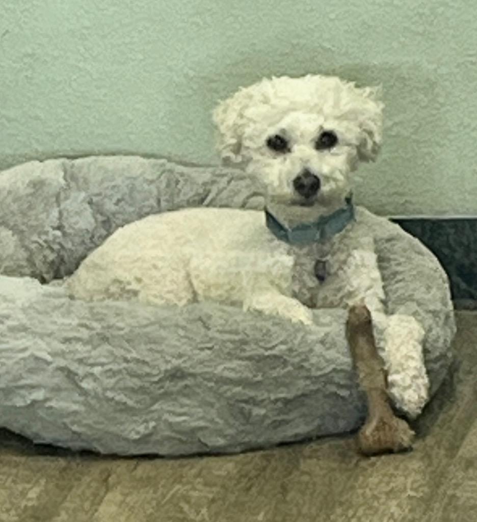 Enlarge Coconut, a Adoptable mixed breed in Lake Forest, CA image 3/4