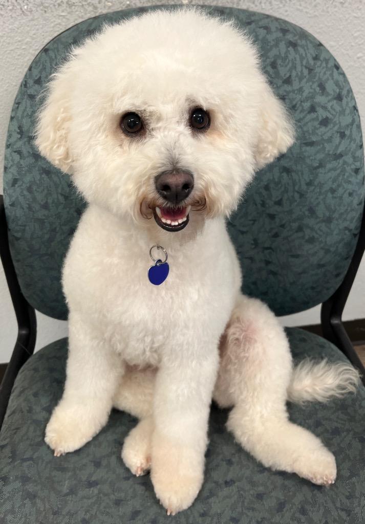 Enlarge Coconut, a Adoptable mixed breed in Lake Forest, CA image 4/4