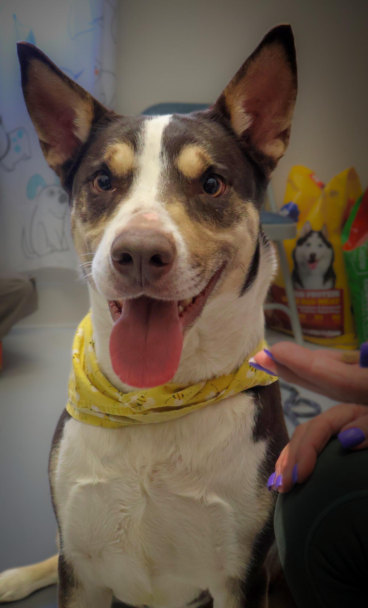 Katie, ADOPTABLE, Adult Female Smooth Collie & Husky.