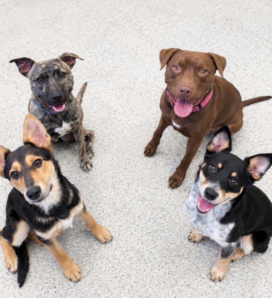 Enlarge Mojave, a Adoptable mixed breed in Scottsdale, AZ image 3/5