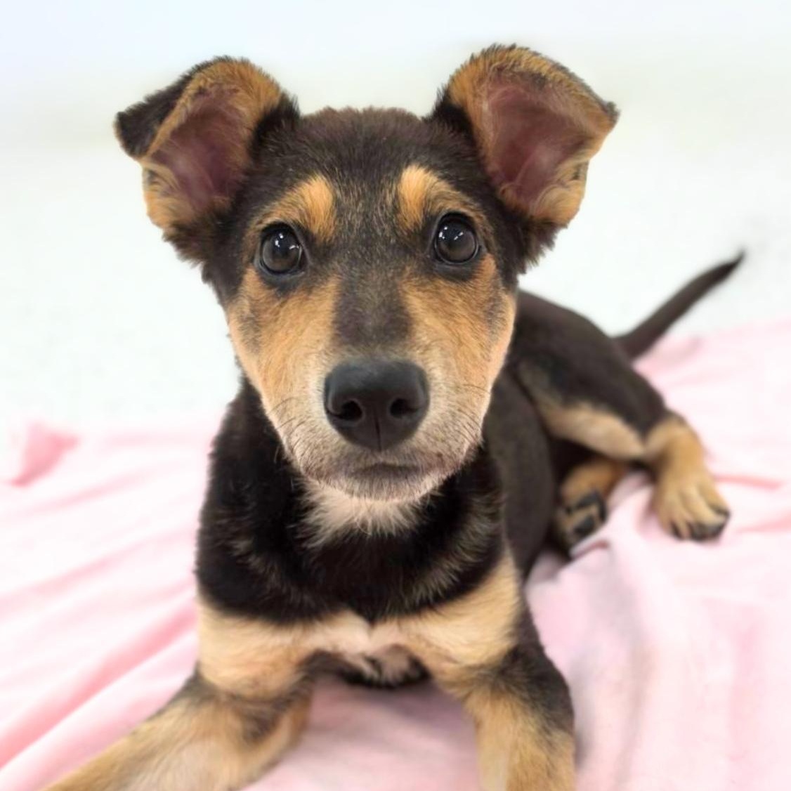 Mojave, Adoptable, Puppy Female Cattle Dog.