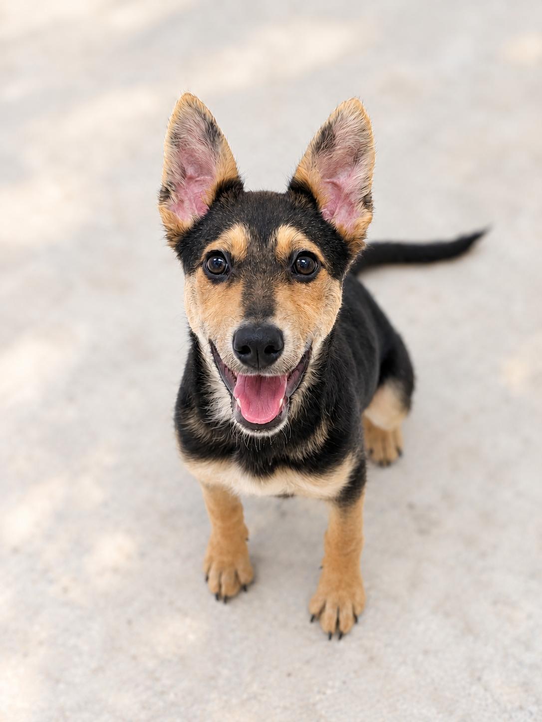 Enlarge Mojave, a Adoptable mixed breed in Scottsdale, AZ image 4/5