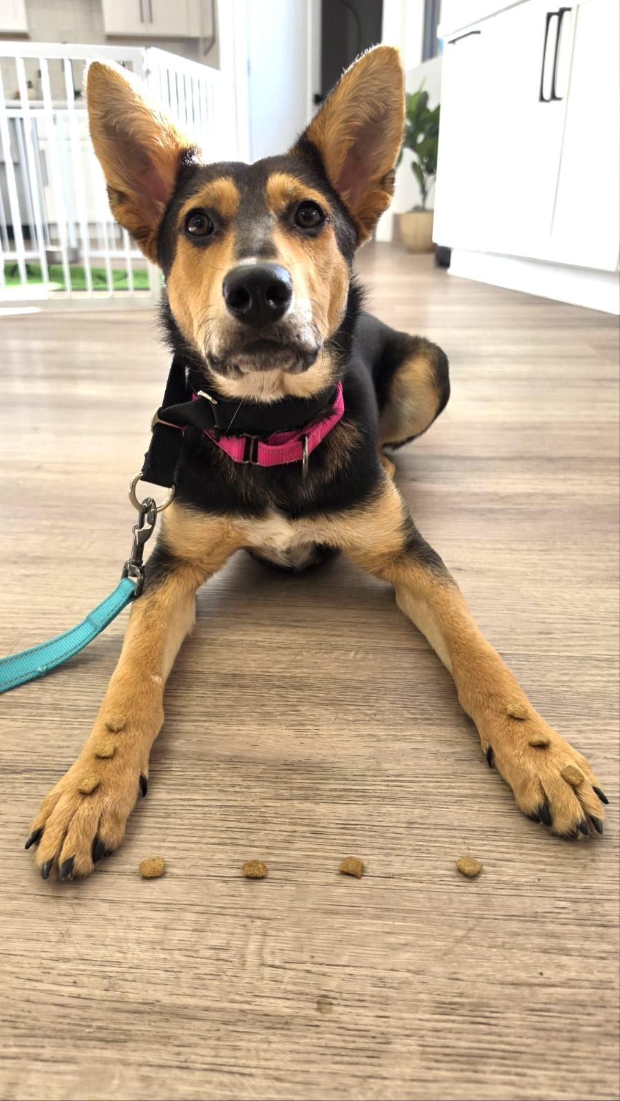 Enlarge Mojave, a Adoptable mixed breed in Scottsdale, AZ image 2/5