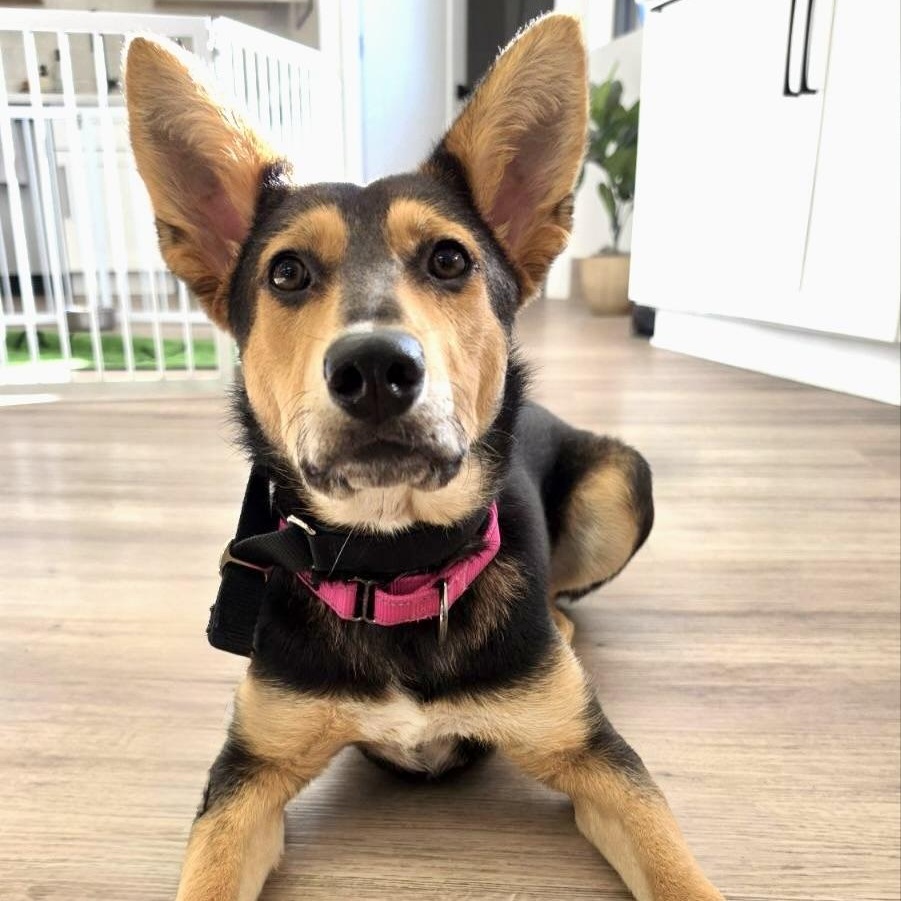 Enlarge Mojave, a Adoptable mixed breed in Scottsdale, AZ image 1/5