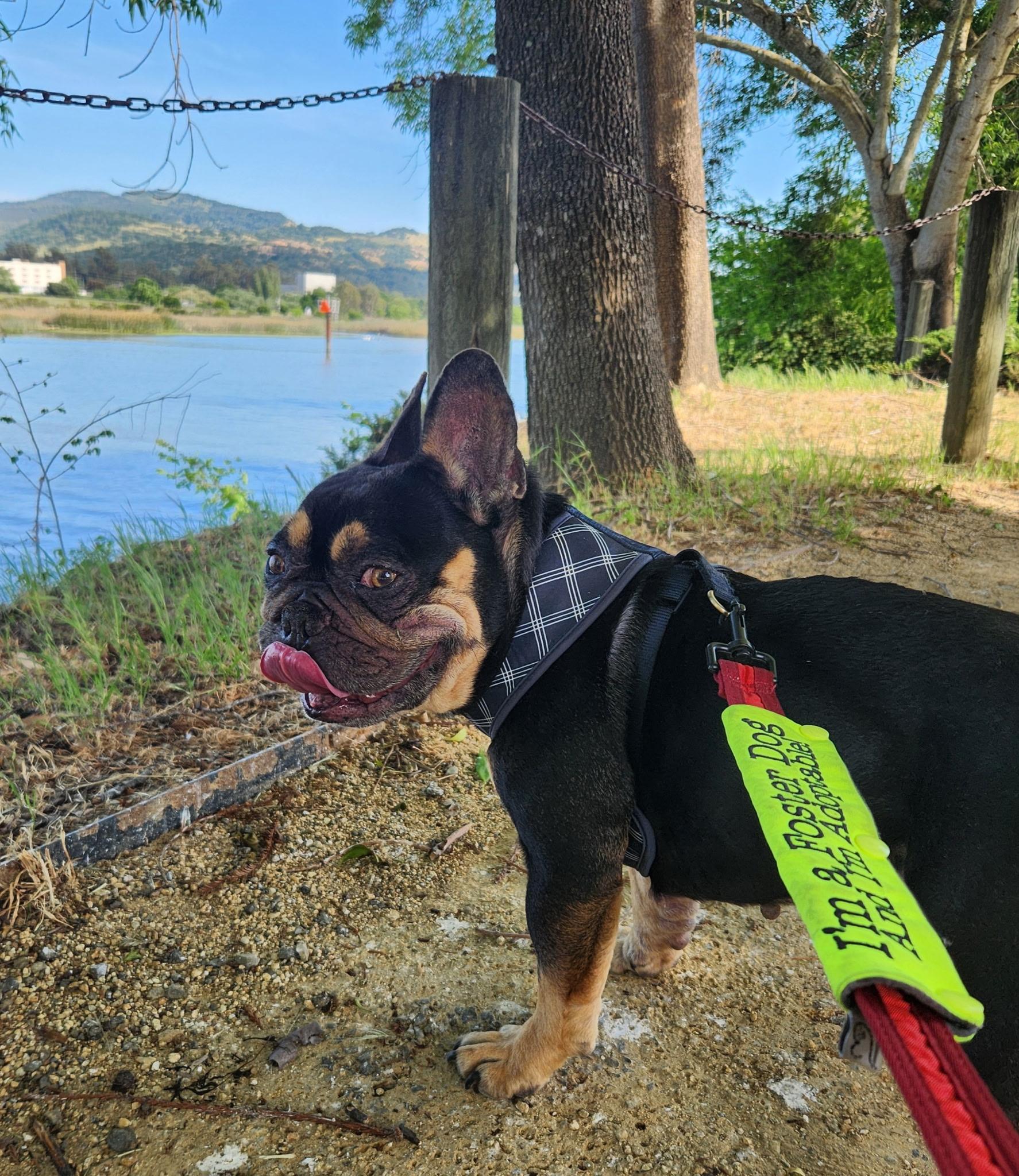 Enlarge Kash , a ADOPTABLE French Bulldog in Hayward, CA image 4/5