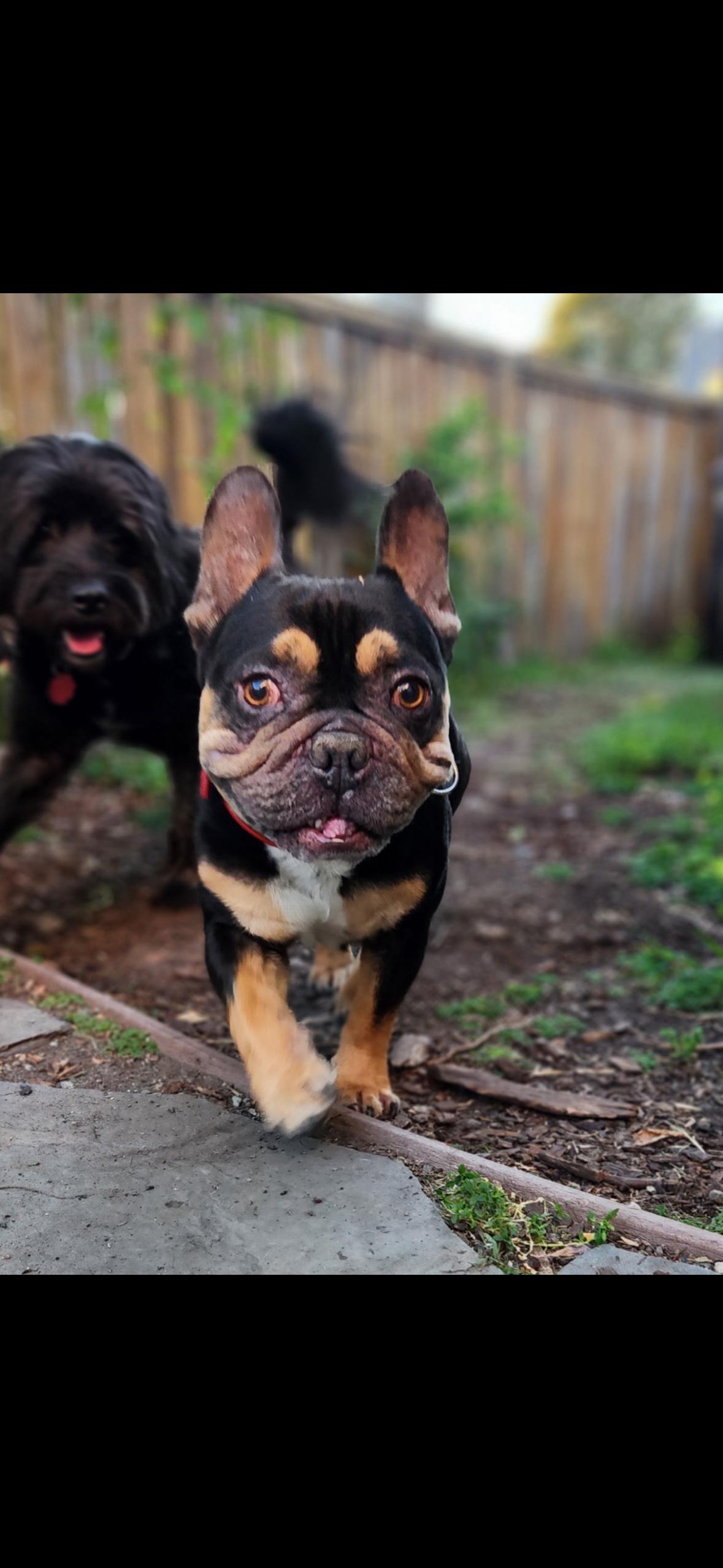 Enlarge Kash , a ADOPTABLE French Bulldog in Hayward, CA image 3/5