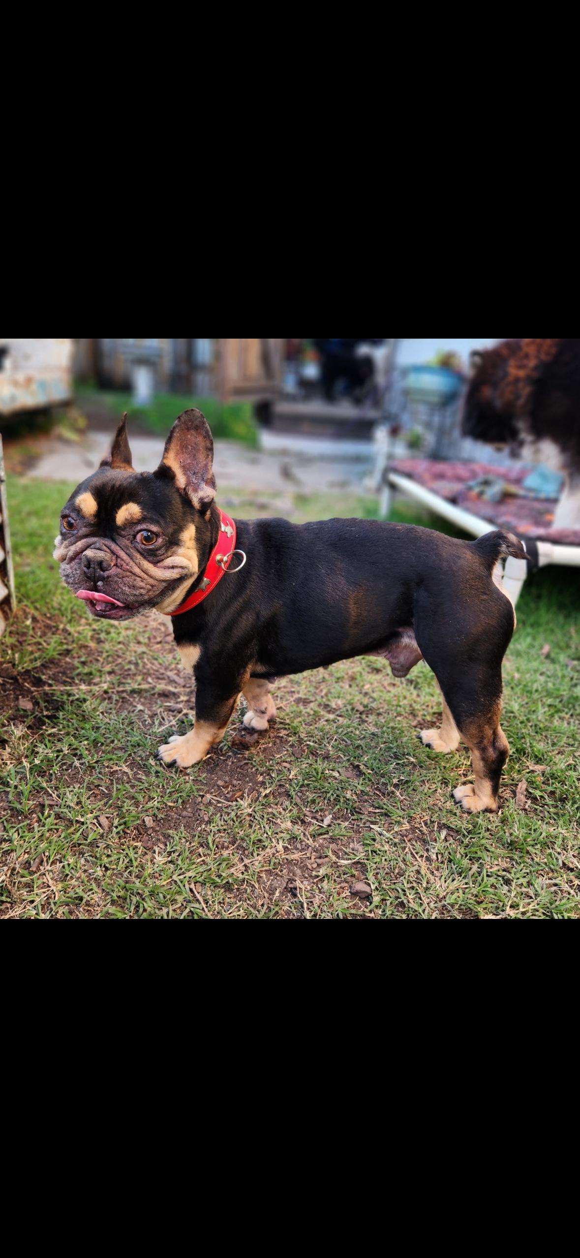 Enlarge Kash , a ADOPTABLE French Bulldog in Hayward, CA image 2/5