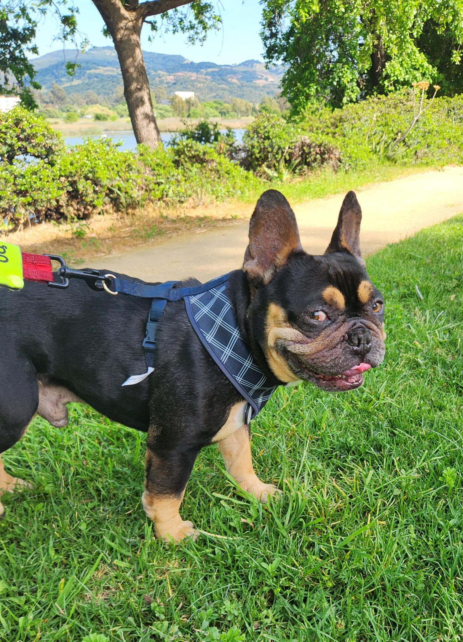 Enlarge Kash , a ADOPTABLE French Bulldog in Hayward, CA image 1/5