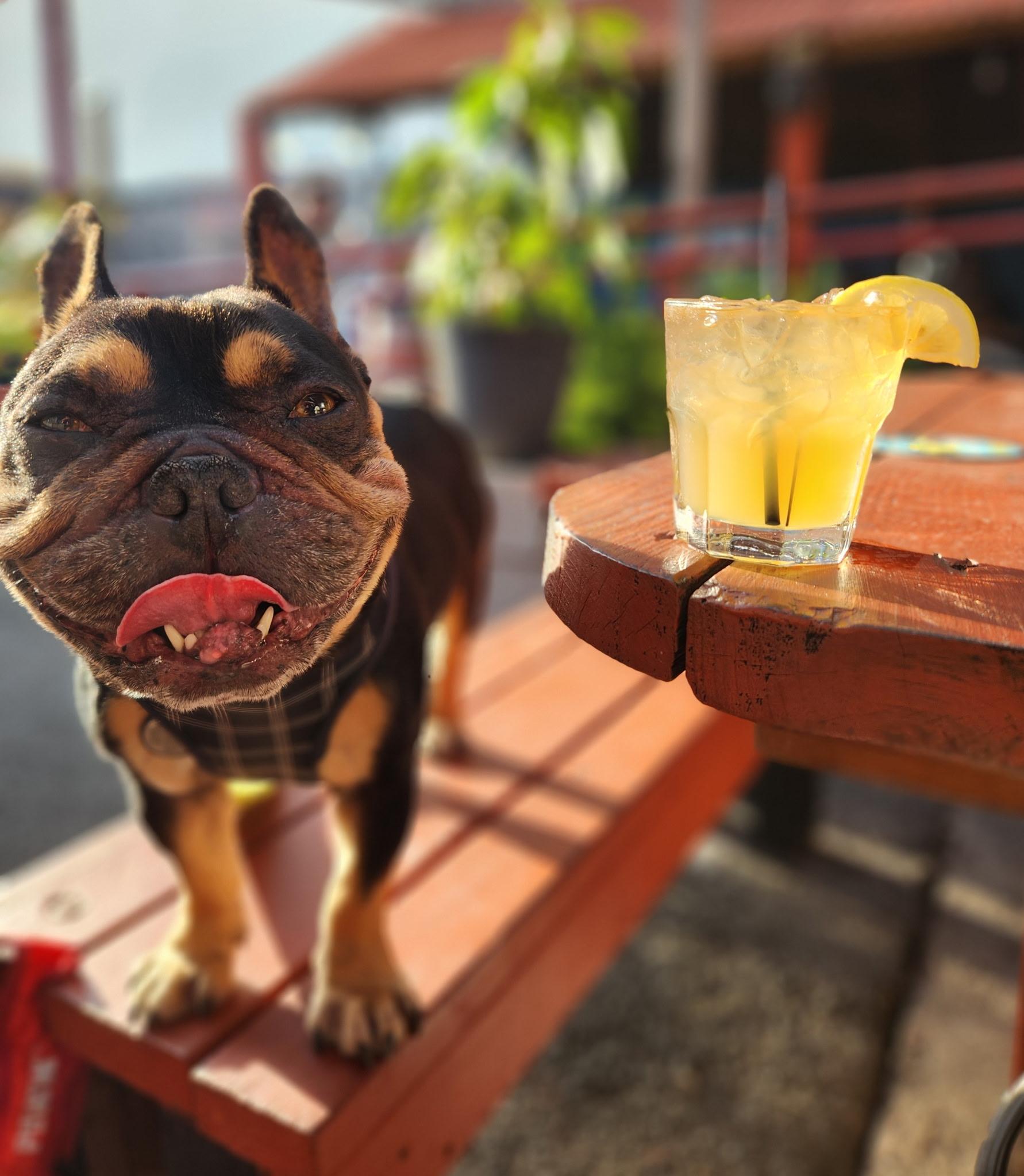 Enlarge Kash , a ADOPTABLE French Bulldog in Hayward, CA image 5/5