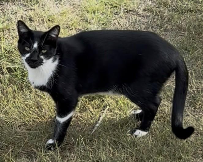 Enlarge Scarlett, a Adoptable Domestic Short Hair in Butte, MT image 2/2