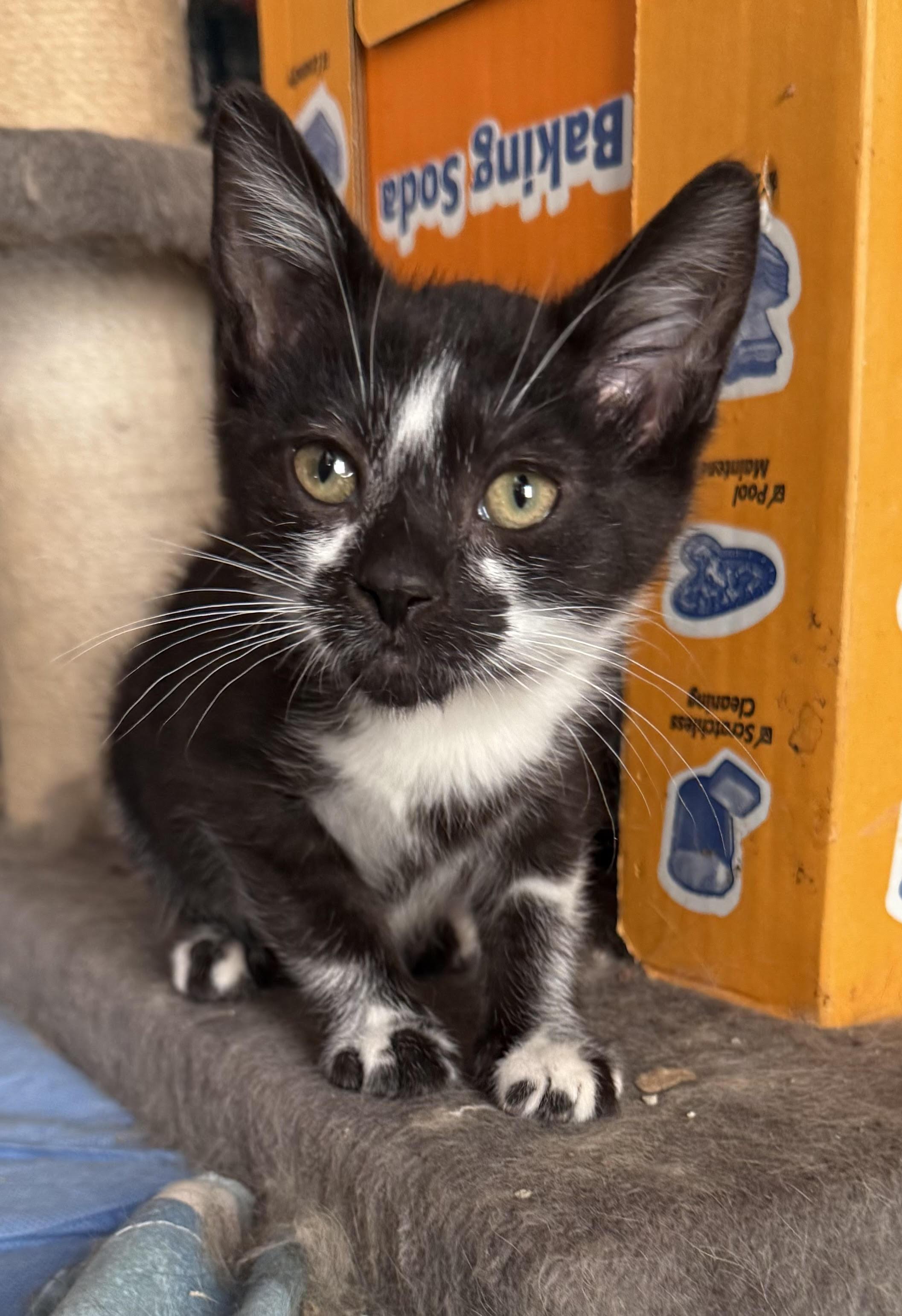 Enlarge Scarlett, a Adoptable Domestic Short Hair in Butte, MT image 1/1