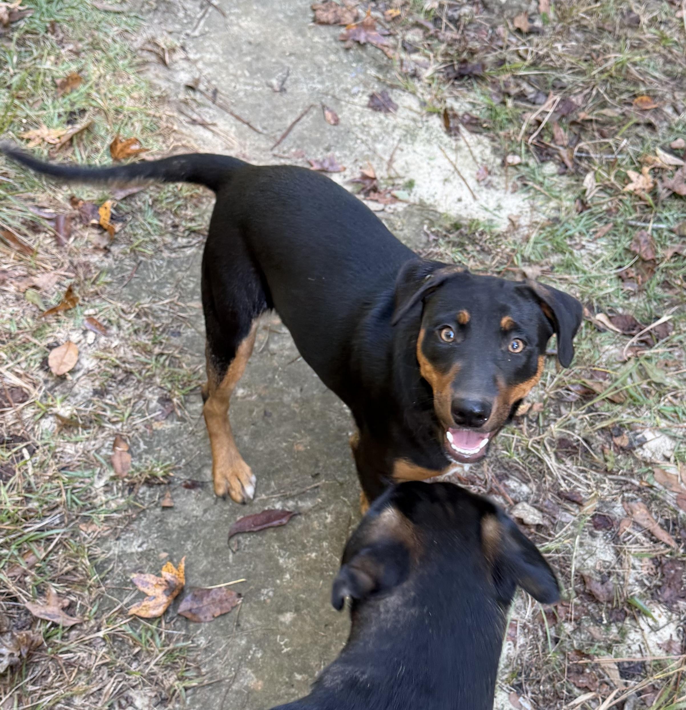 Enlarge Gracie, a Adoptable mixed breed in South Amboy, NJ image 1/2