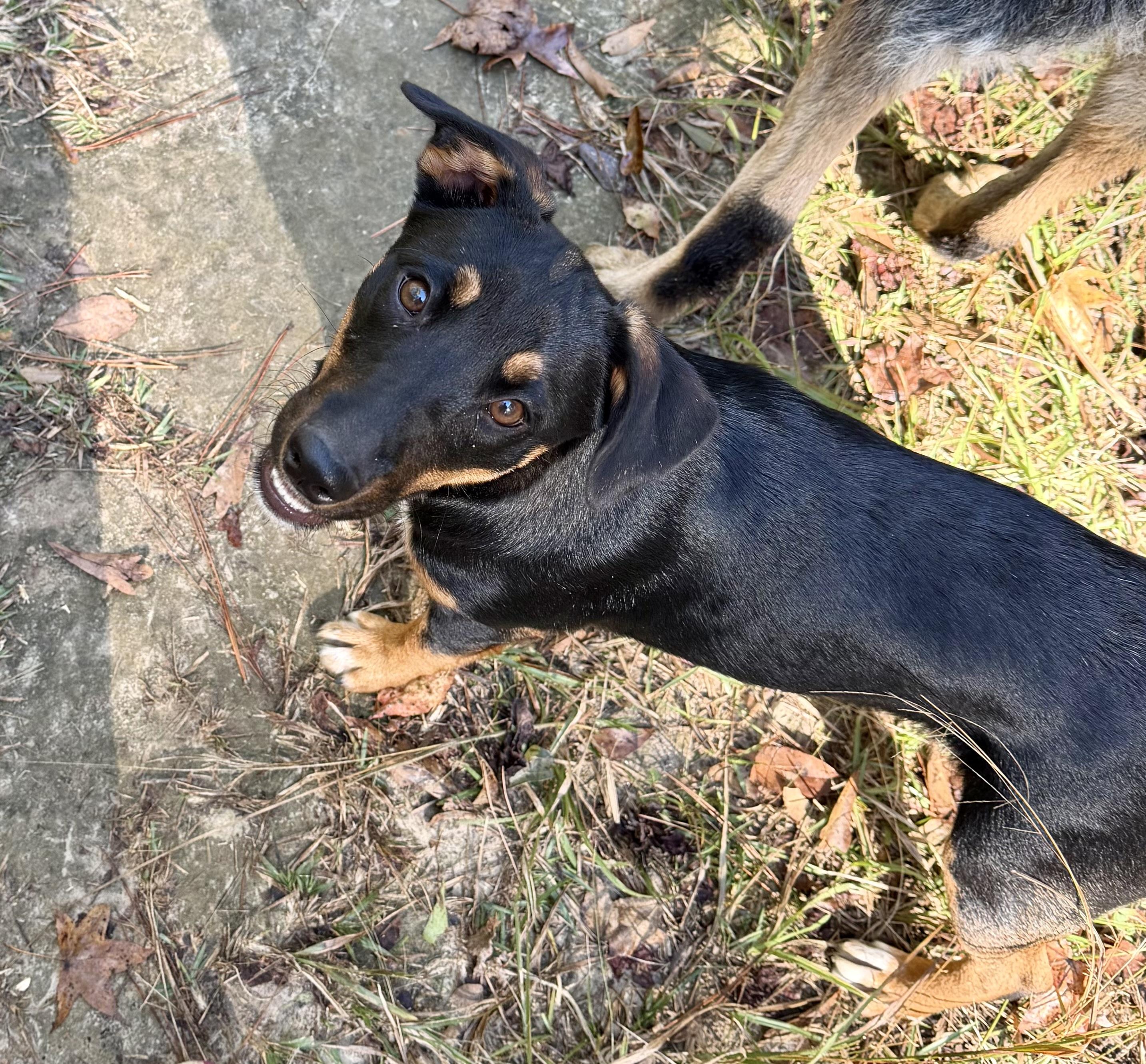 Gracie, Adoptable, Young Female Black Labrador Retriever & Doberman Pinscher.