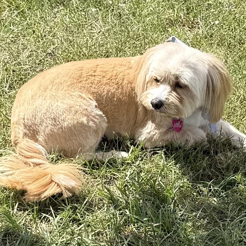 Lonabella Turner, Adoptable, Adult Female Tibetan Terrier.