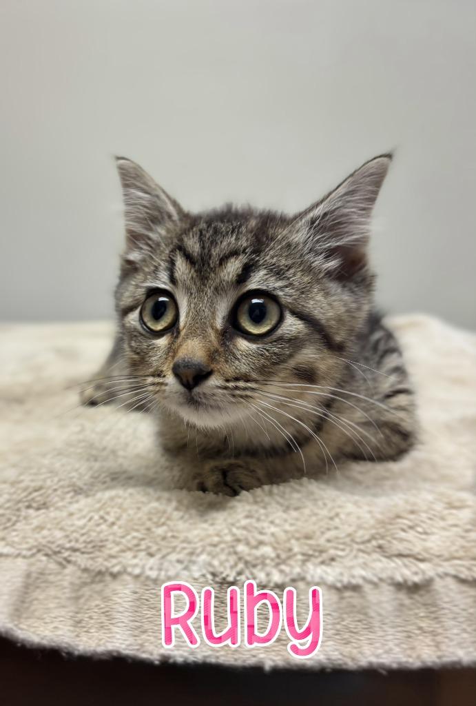 Ruby, Adoptable, Young Female Domestic Short Hair.