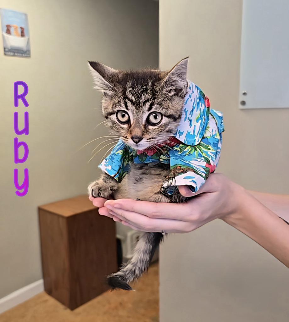 Enlarge Ruby, a Adoptable mixed breed in Port Clinton, OH image 3/6