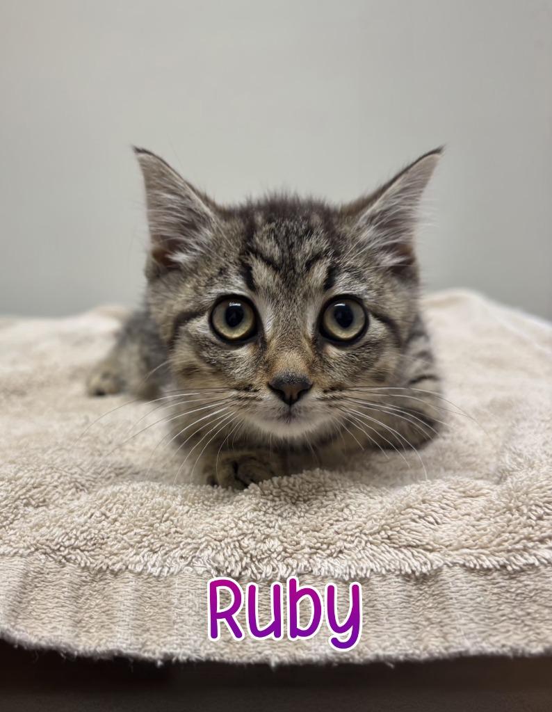 Enlarge Ruby, a Adoptable mixed breed in Port Clinton, OH image 4/6