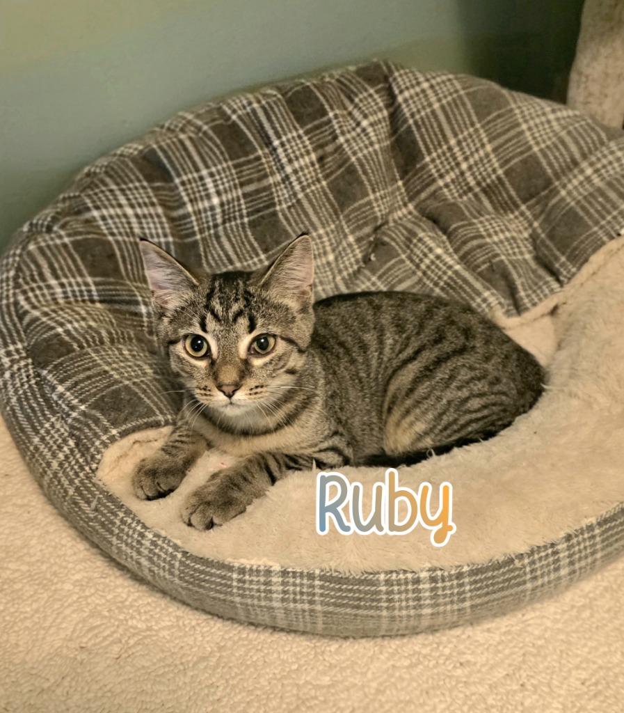 Enlarge Ruby, a Adoptable mixed breed in Port Clinton, OH image 5/6