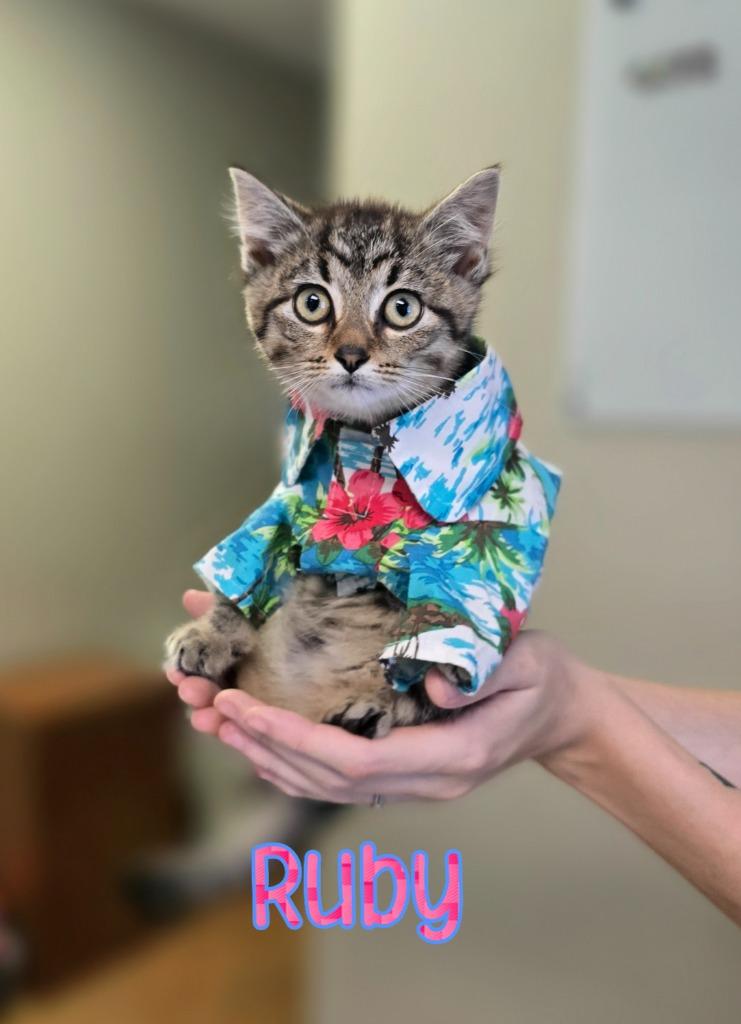 Enlarge Ruby, a Adoptable mixed breed in Port Clinton, OH image 6/6