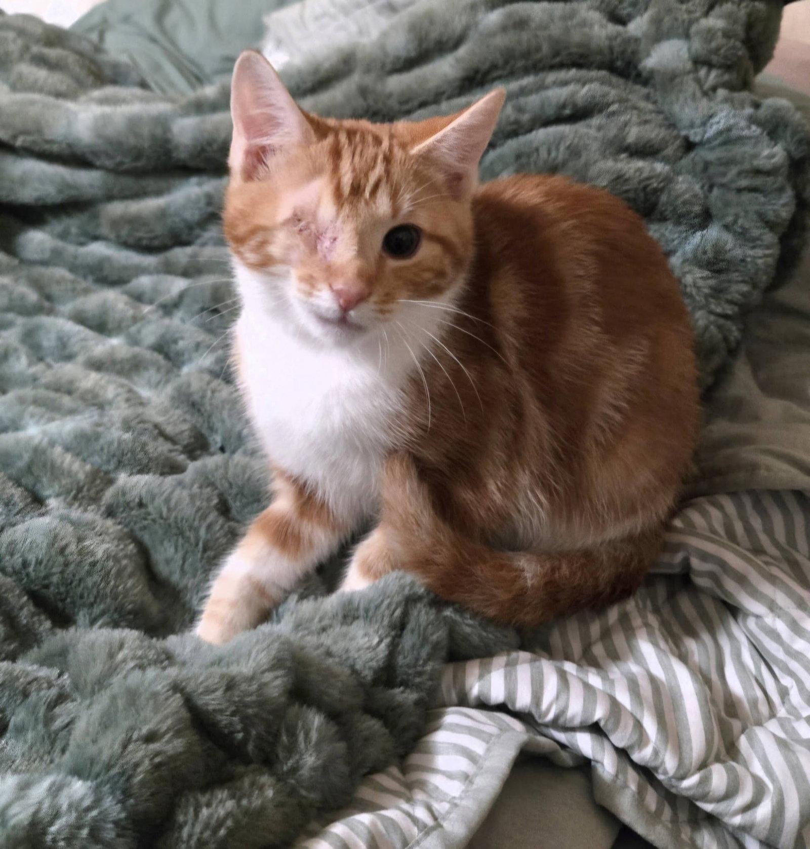 Chuck and Charlieo, Adopted, Kitten Male Domestic Medium Hair.