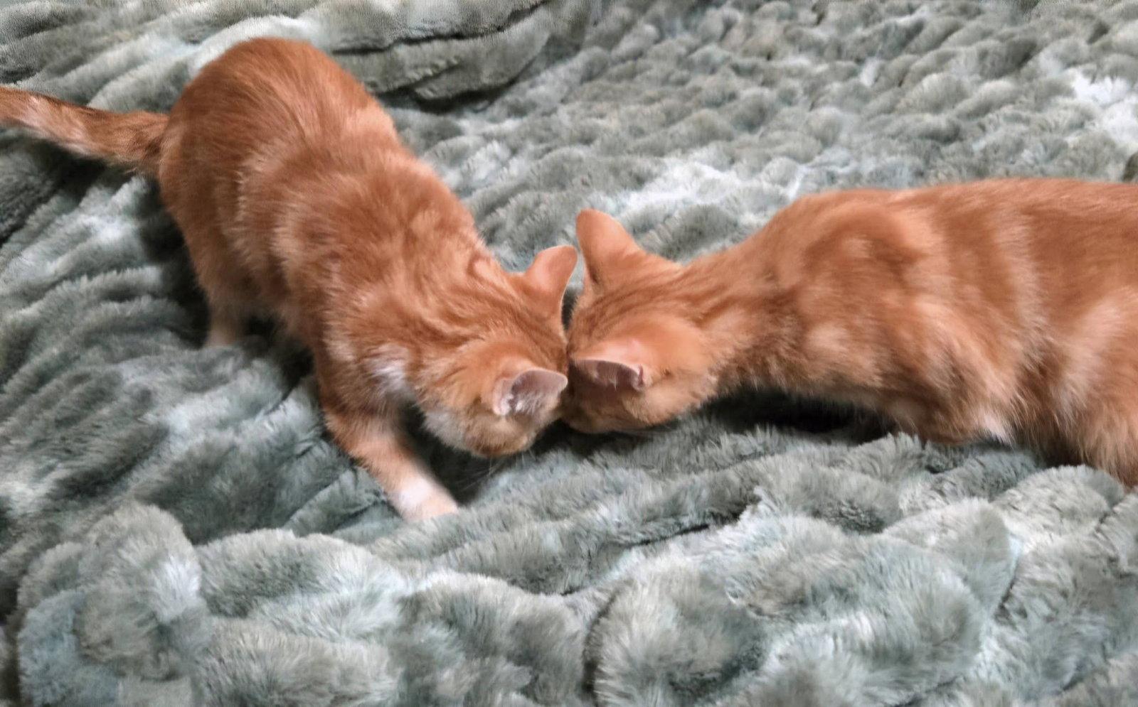 Enlarge Chuck and Charlieo, a Adopted Domestic Medium Hair in Fairmont, WV image 2/3