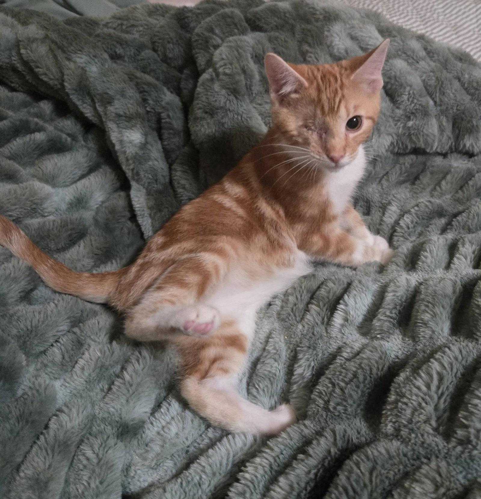 Enlarge Chuck and Charlieo, a Adopted Domestic Medium Hair in Fairmont, WV image 3/3
