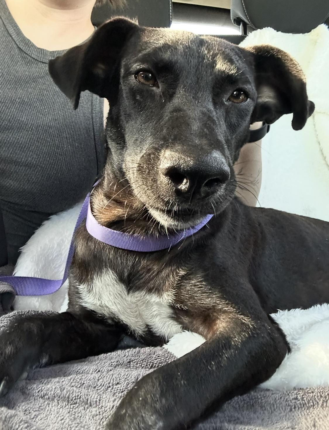 Baby (Found by soldiers, now looking for forever home), Adoptable, Young Female Black Labrador Retriever.