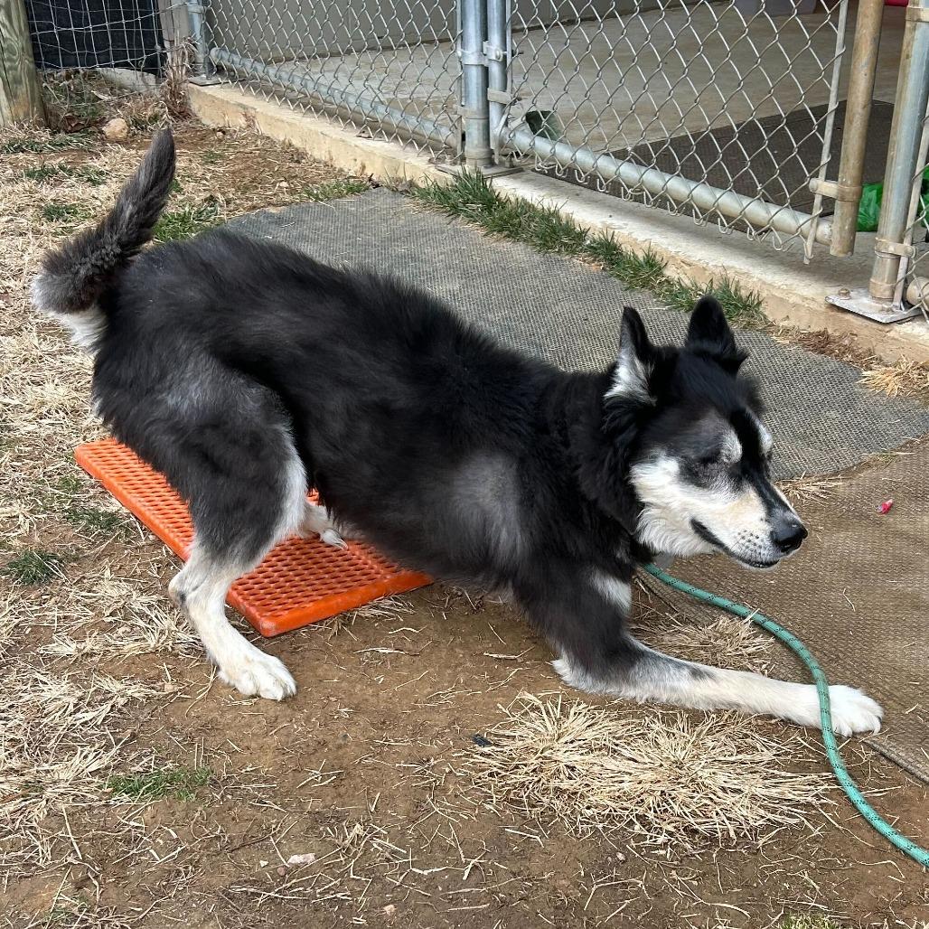 Enlarge Tanner, a Adoptable Husky in Marshall, VA image 1/6