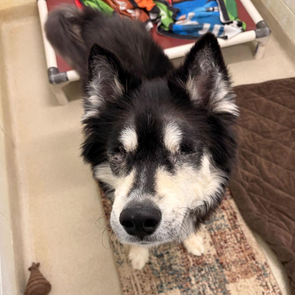 Enlarge Tanner, a Adoptable Husky in Marshall, VA image 2/6