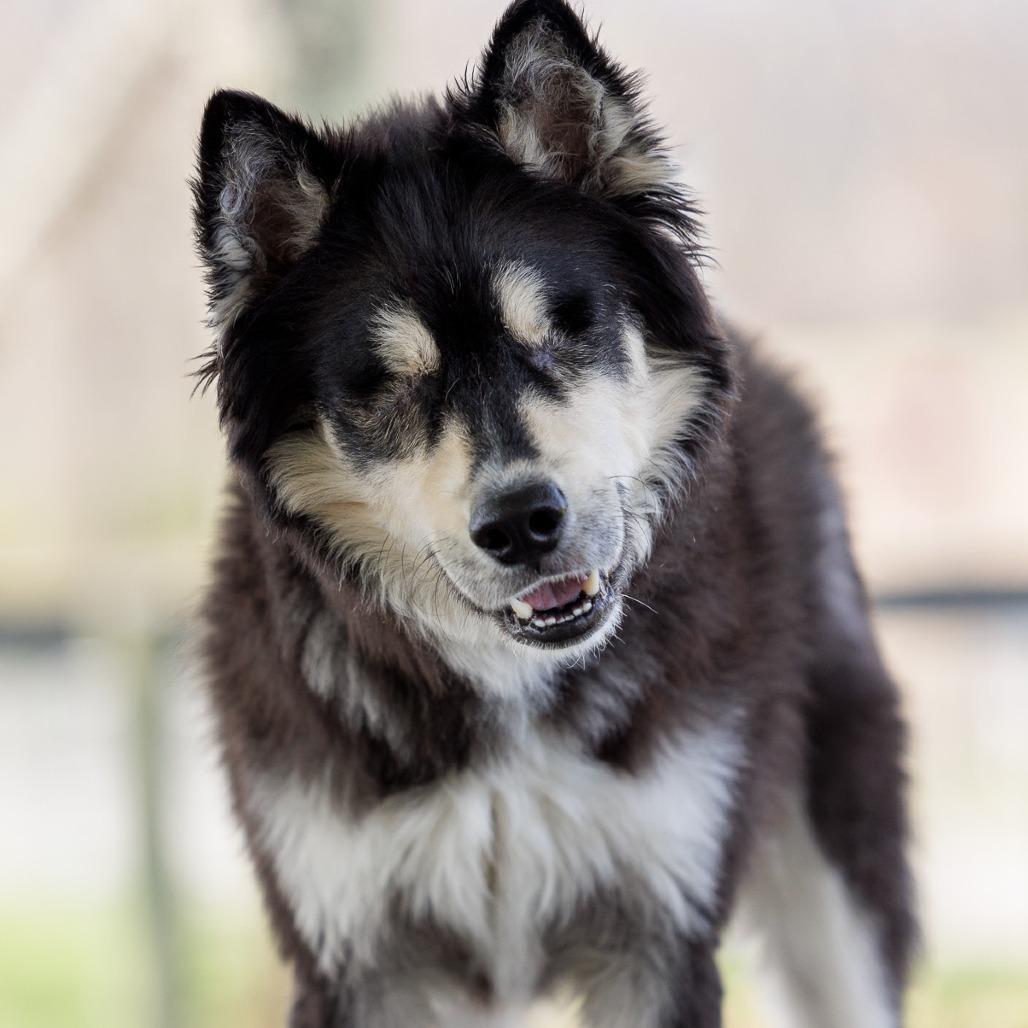 Enlarge Tanner, a Adoptable Husky in Marshall, VA image 3/6