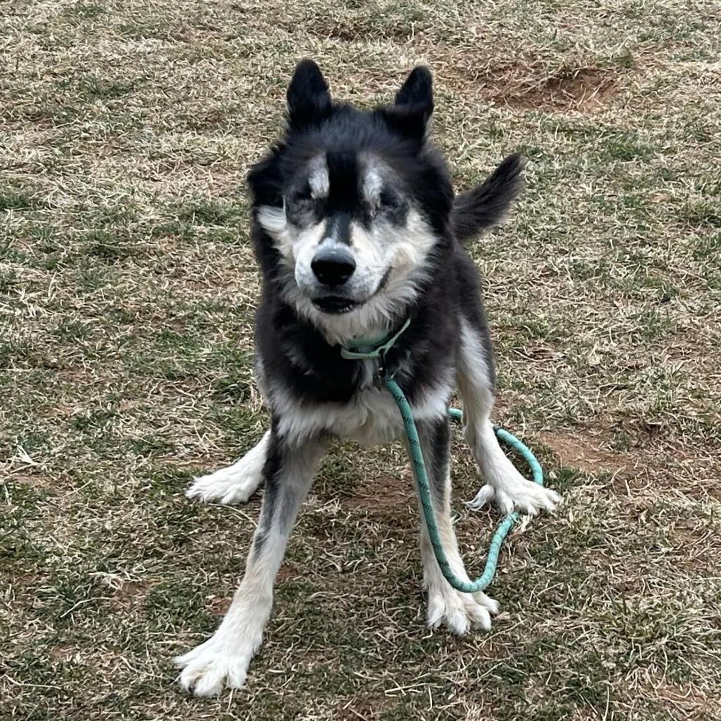 Enlarge Tanner, a Adoptable Husky in Marshall, VA image 4/6