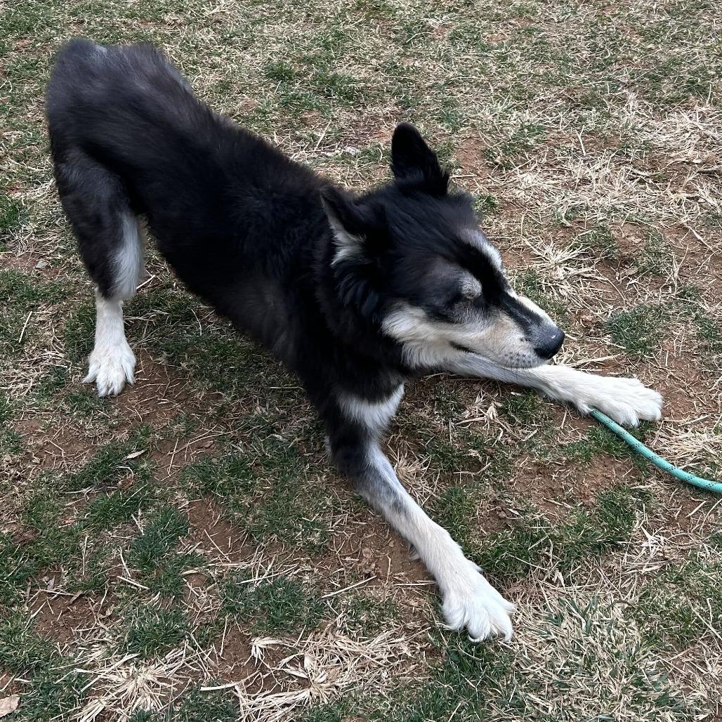 Enlarge Tanner, a Adoptable Husky in Marshall, VA image 5/6