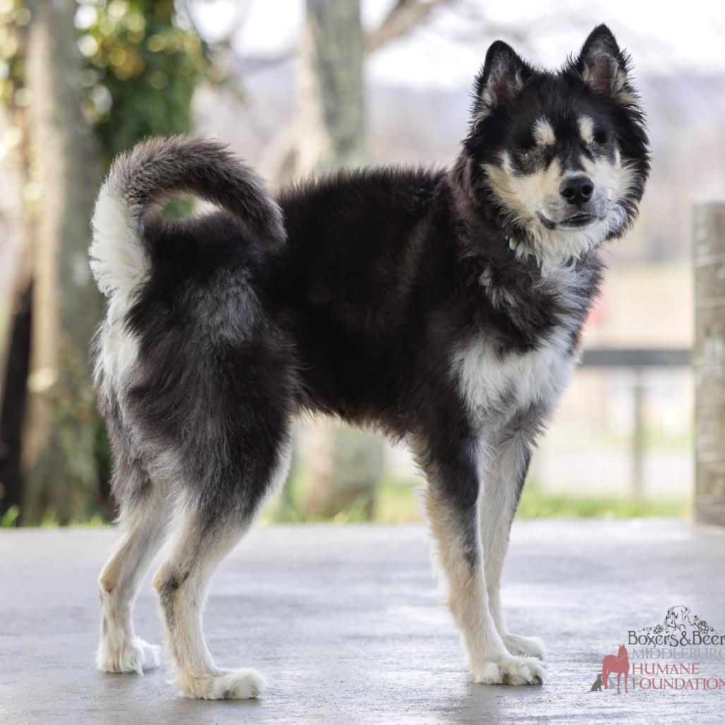 Enlarge Tanner, a Adoptable Husky in Marshall, VA image 6/6