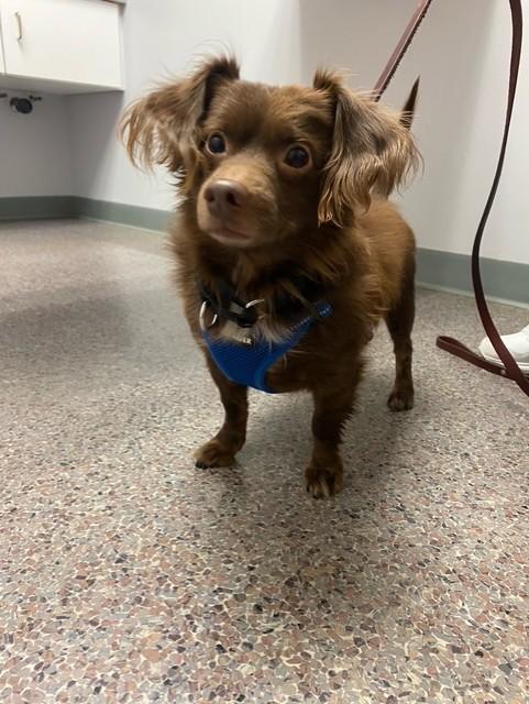 Enlarge Moose, a Adoptable mixed breed in North Canton, OH image 1/4