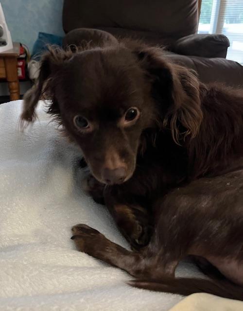 Enlarge Moose, a Adoptable mixed breed in North Canton, OH image 2/4